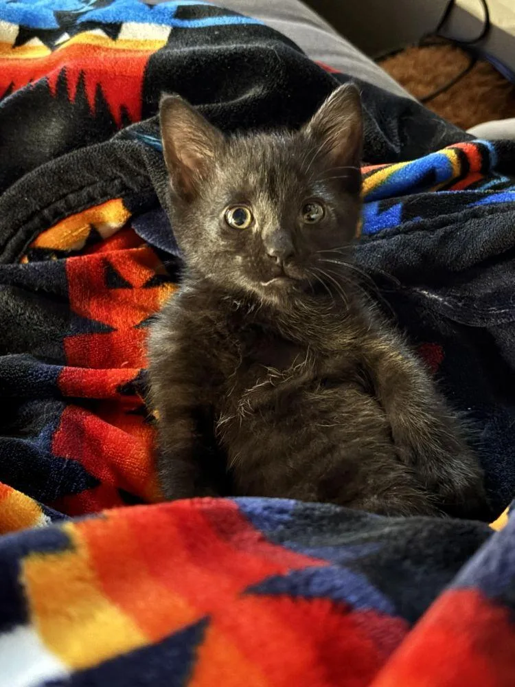 A baby small-sized female Black Domestic Short Hair cat named Cake for adoption in Alexandria, VA