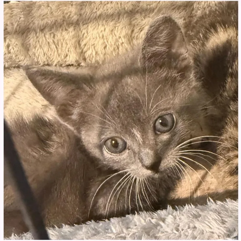 A baby small-sized male Gray / Blue / Silver Domestic Short Hair cat named Milk Dud for adoption in Austin, TX