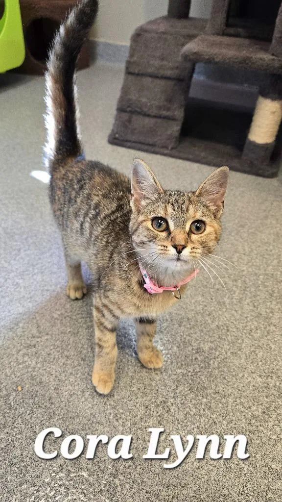 A baby large-sized female Domestic Short Hair cat named Cora Lynn for adoption in Sidney, OH