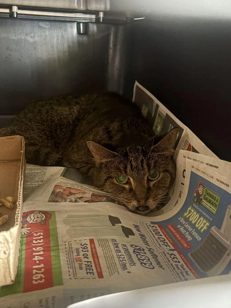 An adult medium-sized female Black Domestic Short Hair cat named Pineapple for adoption in Cincinnati, OH