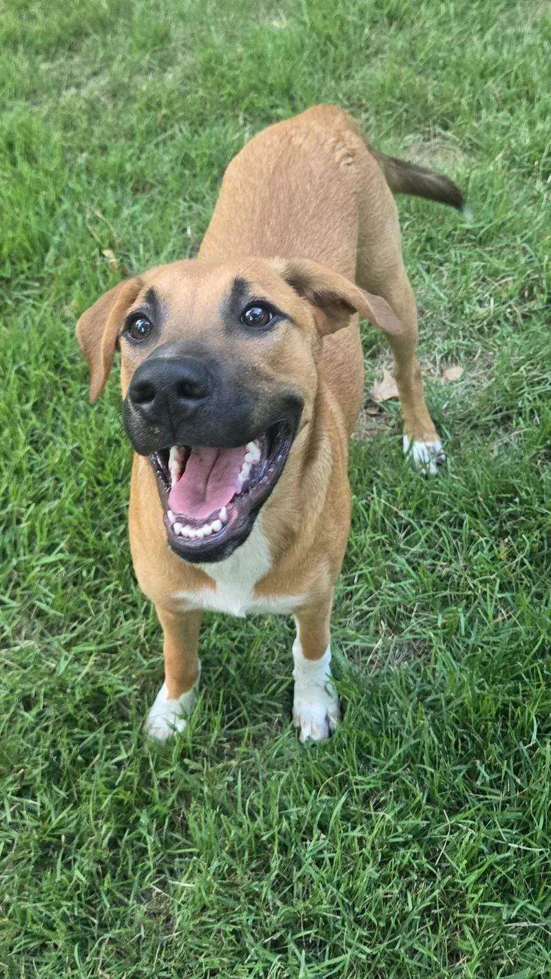 Dulce