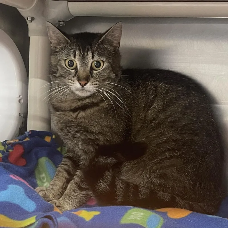 An adult medium-sized female Brown / Chocolate Domestic Short Hair cat named Strawberry Acai Refresher for adoption in Mentor, OH