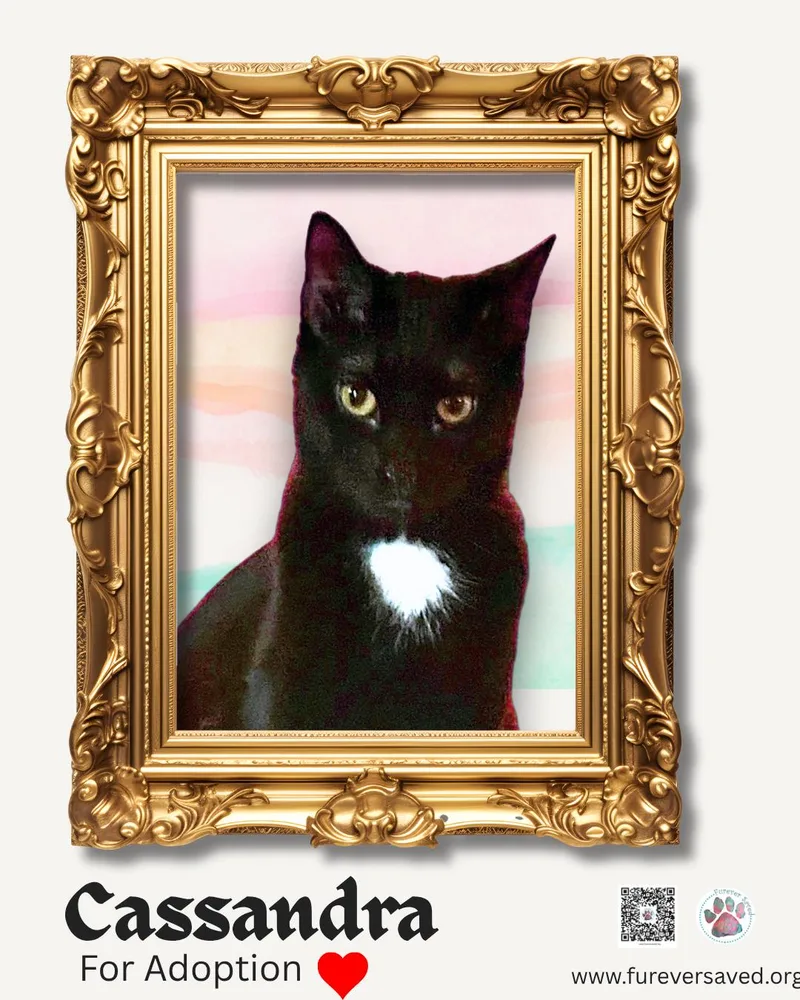 Cassandra thumbnail 3