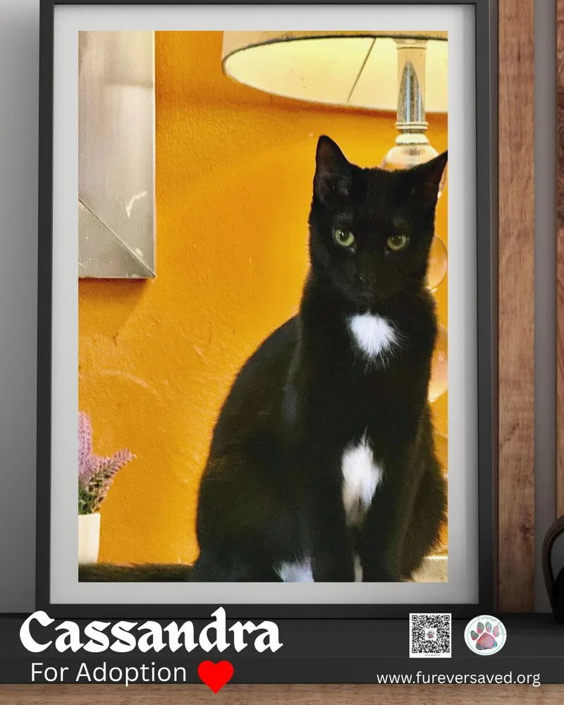 A young medium-sized female Black & White / Tuxedo Domestic Short Hair cat named Cassandra for adoption in Miami, FL