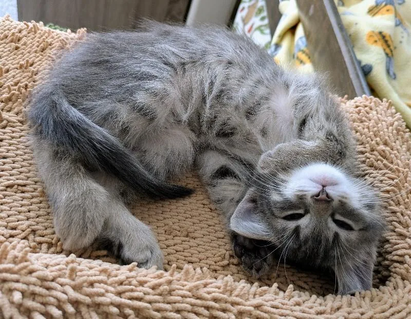 A young medium-sized male Gray / Blue / Silver Domestic Short Hair cat named Wiggle Waggle for adoption in Fort Collins, CO