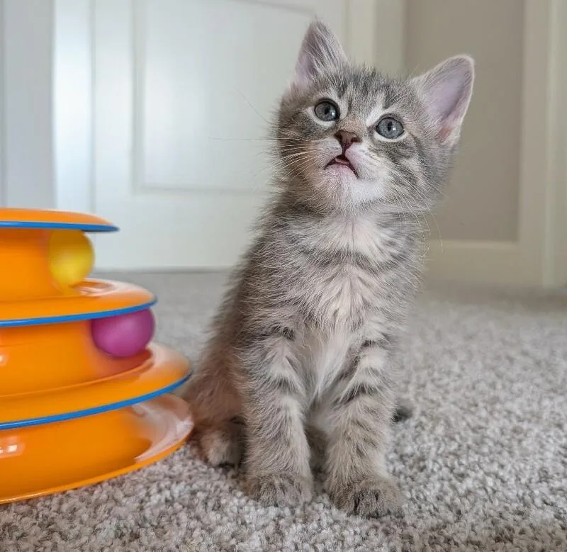 Wiggle Waggle thumbnail 2