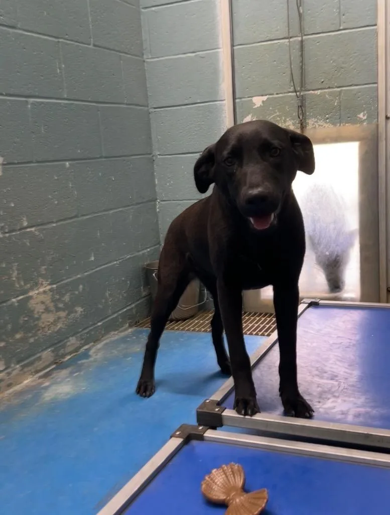 A young medium-sized female German Shepherd Dog dog named Juniper for adoption in Danielsville, GA