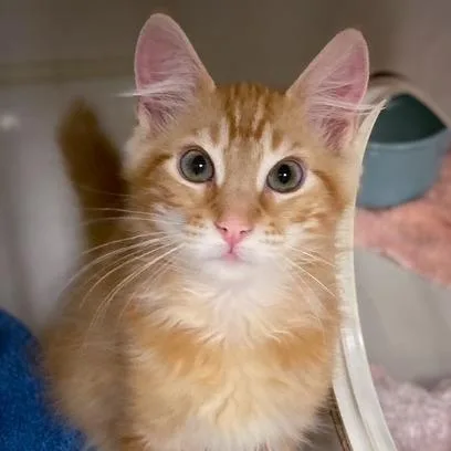 A baby small-sized male Orange / Red Domestic Short Hair cat named Samuel for adoption in Redwood City, CA