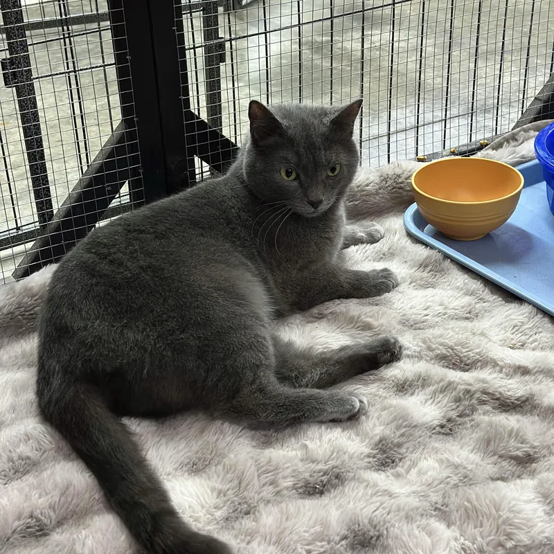 Miss Pebbles thumbnail 2