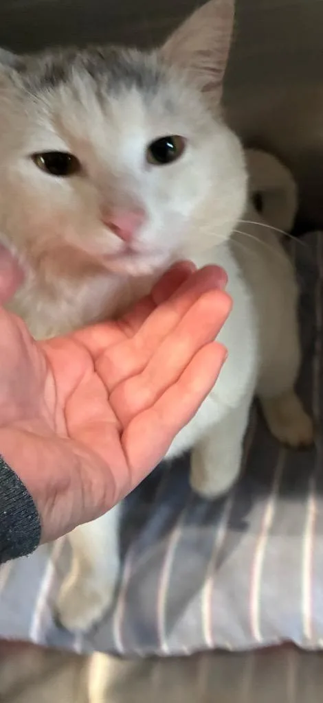 An adult medium-sized male Domestic Short Hair cat named Pretty Boy for adoption in Ashland, WI