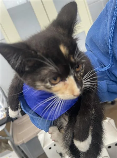A baby medium-sized female Domestic Short Hair cat named Kiki for adoption in Dallas, TX