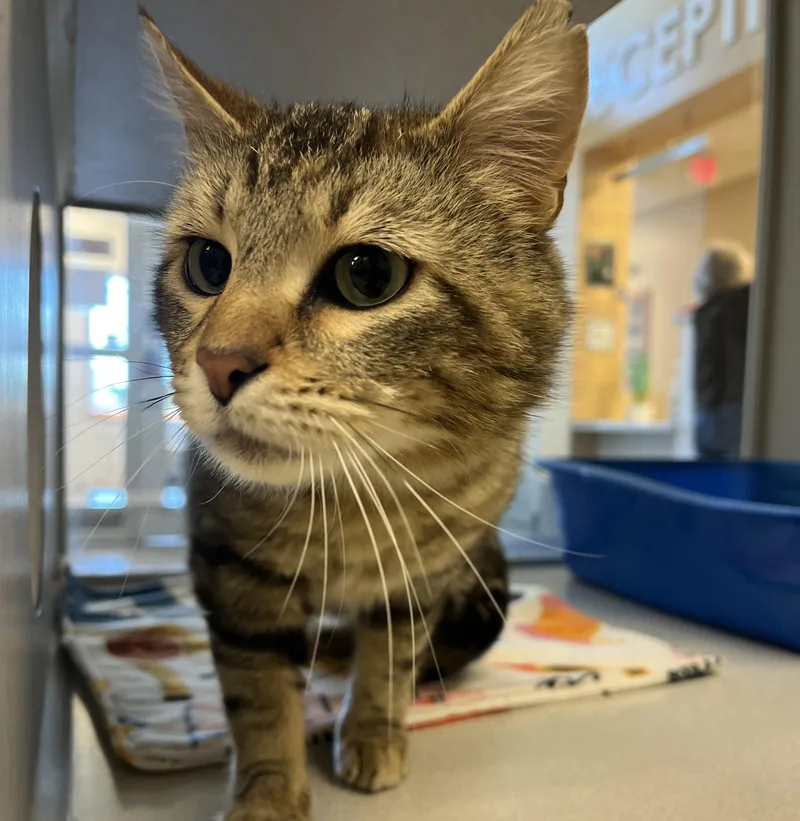 An adult medium-sized male Tabby (Brown / Chocolate) Domestic Short Hair cat named Boinkers for adoption in Cedar Rapids, IA