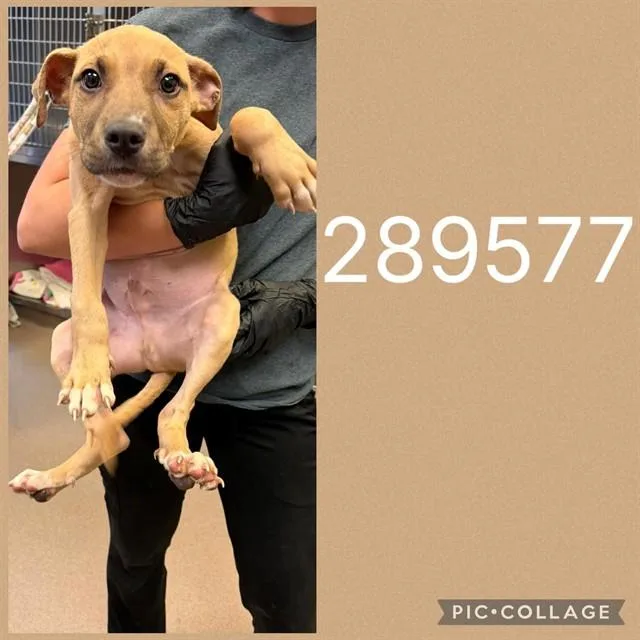 A baby small-sized male Mixed Breed dog named A for adoption in Macon, GA