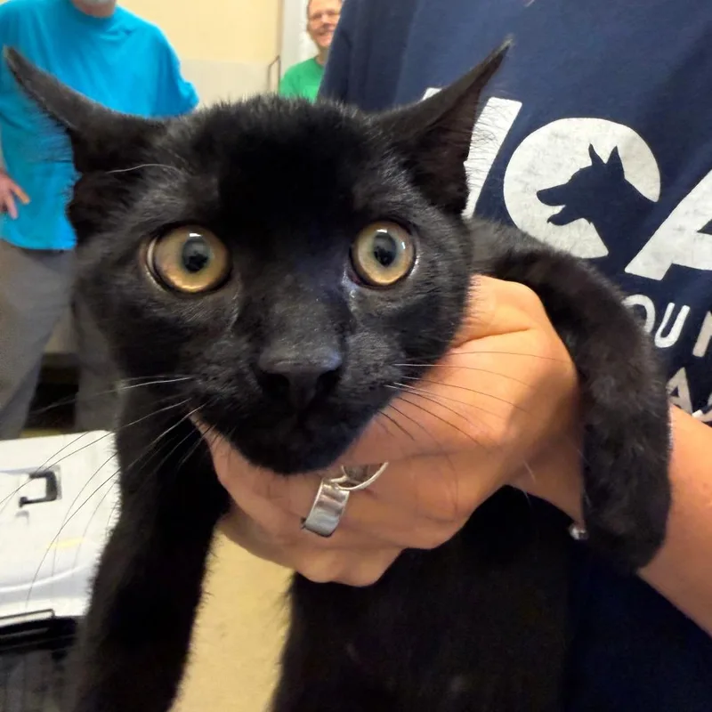 A baby medium-sized male Black Domestic Short Hair cat named Amigo for adoption in Morrisville, VT
