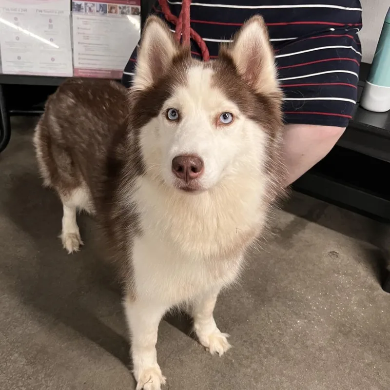 An adult medium-sized female Brown / Chocolate Siberian Husky dog named Duchess for adoption in Tampa, FL