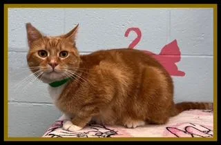 An adult small-sized male Domestic Short Hair cat named Loki for adoption in Peoria, IL