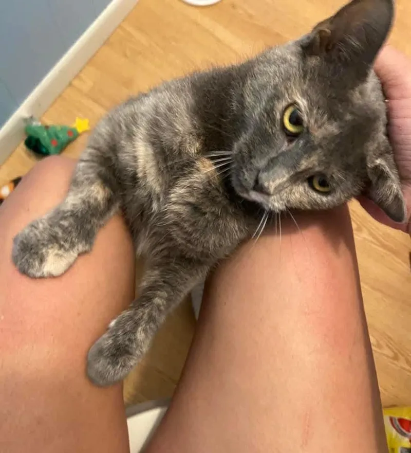 Mariah Hairy thumbnail 5