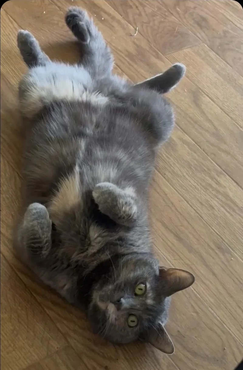 Mariah Hairy thumbnail 6