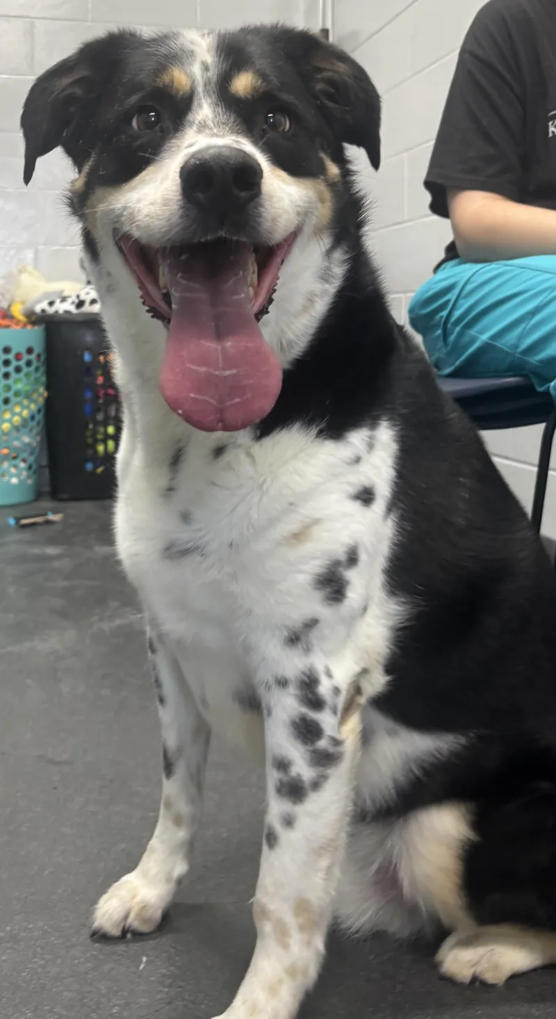 An adult large-sized male Cattle Dog dog named Stymie for adoption in Oswego, IL
