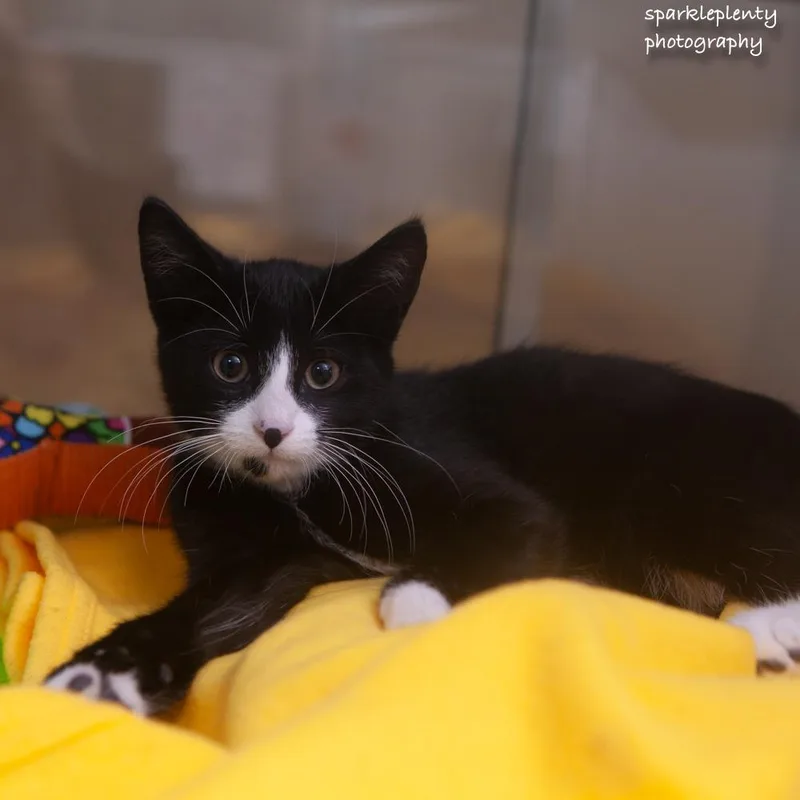 A baby medium-sized male Black Domestic Short Hair cat named Pear for adoption in Ridgefield, CT