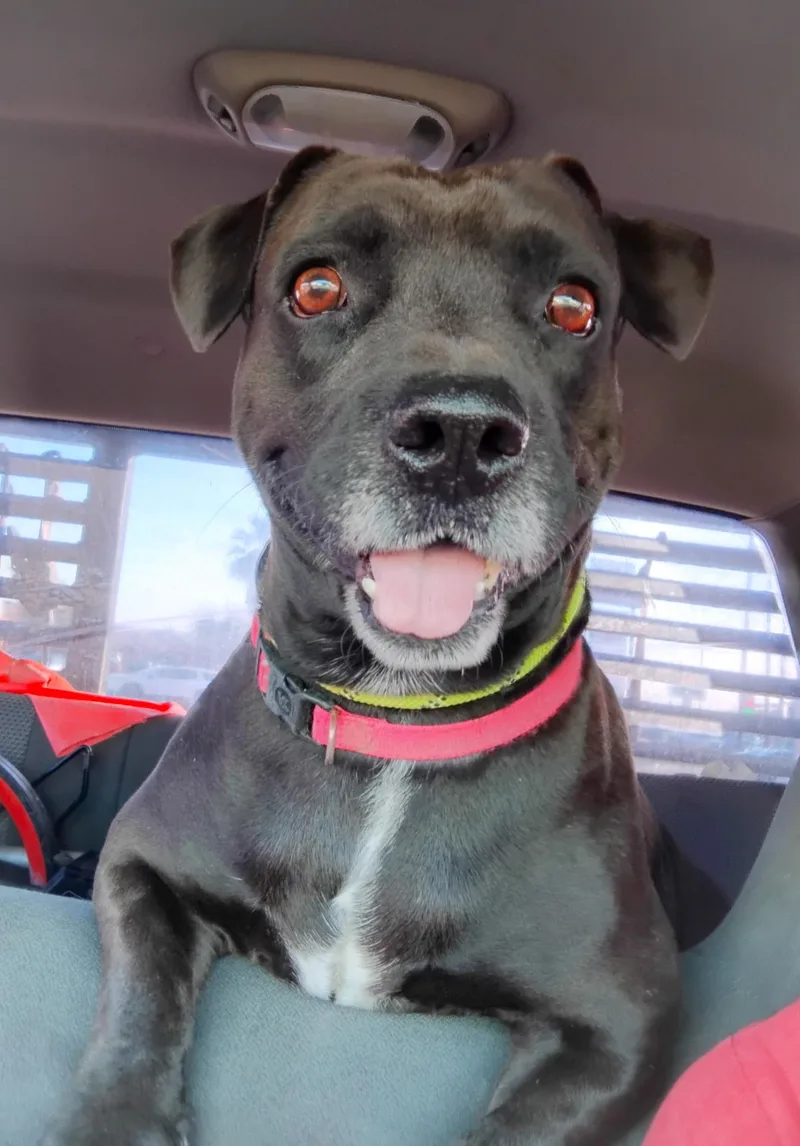 An adult medium-sized male Black Pit Bull Terrier dog named Goldo for adoption in Southport, CT