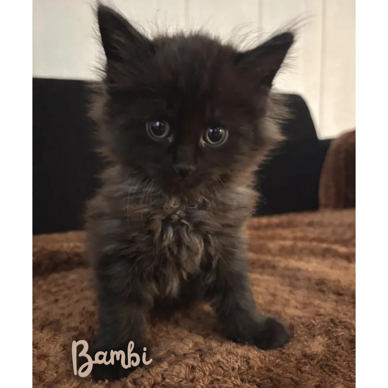 A baby small-sized male Black Domestic Long Hair cat named Bambi for adoption in Long Beach, CA