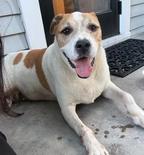 An adult large-sized female Staffordshire Bull Terrier dog named Cookie for adoption in Houston, TX