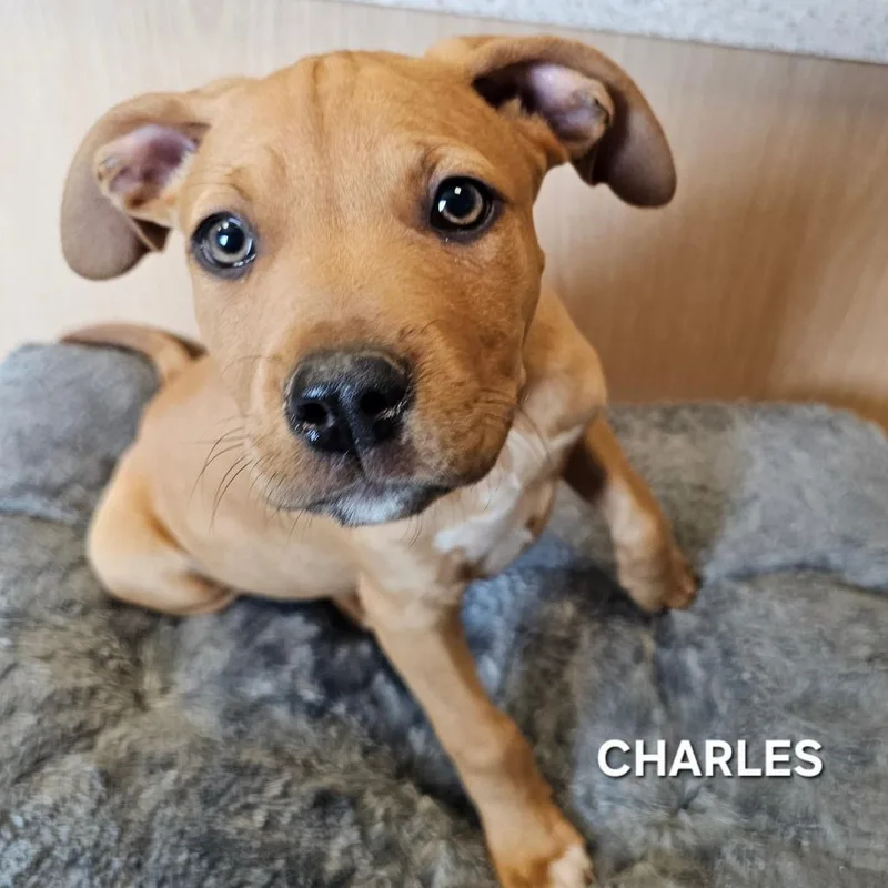 Charles