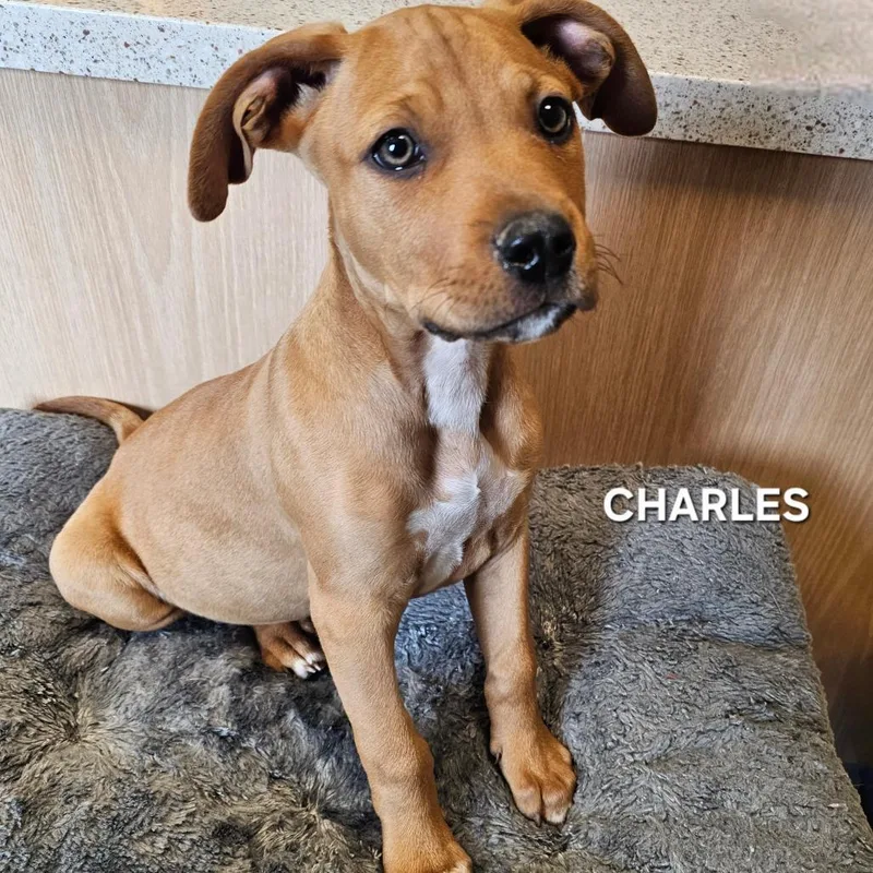 Charles thumbnail 2