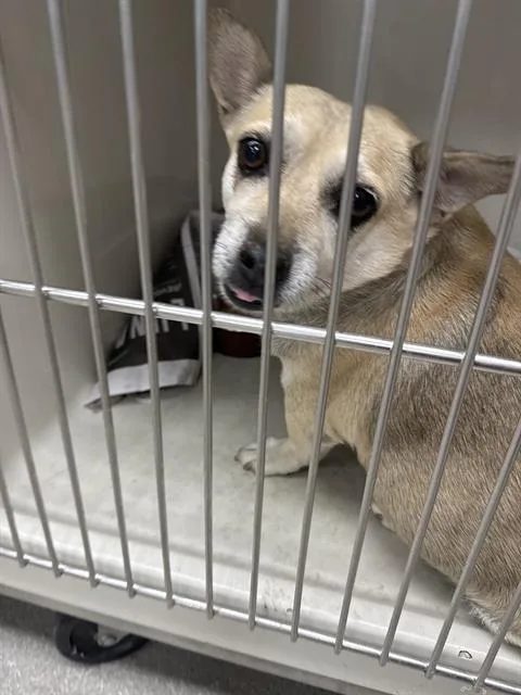 An adult medium-sized male Chihuahua dog named Enano for adoption in Las Vegas, NV