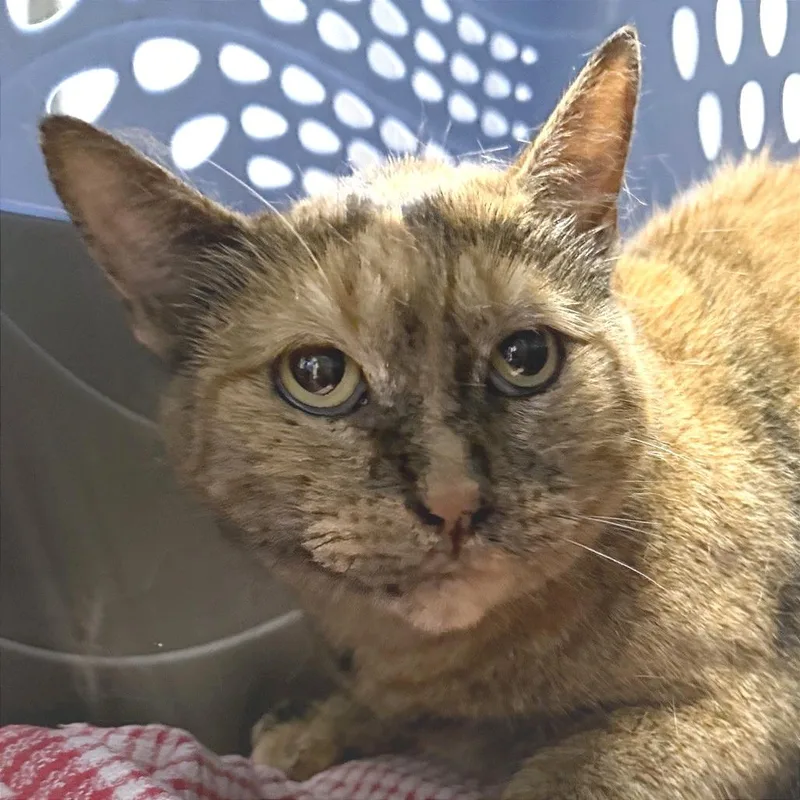 A senior large-sized female Orange / Red Domestic Short Hair cat named Nina for adoption in Providence, RI