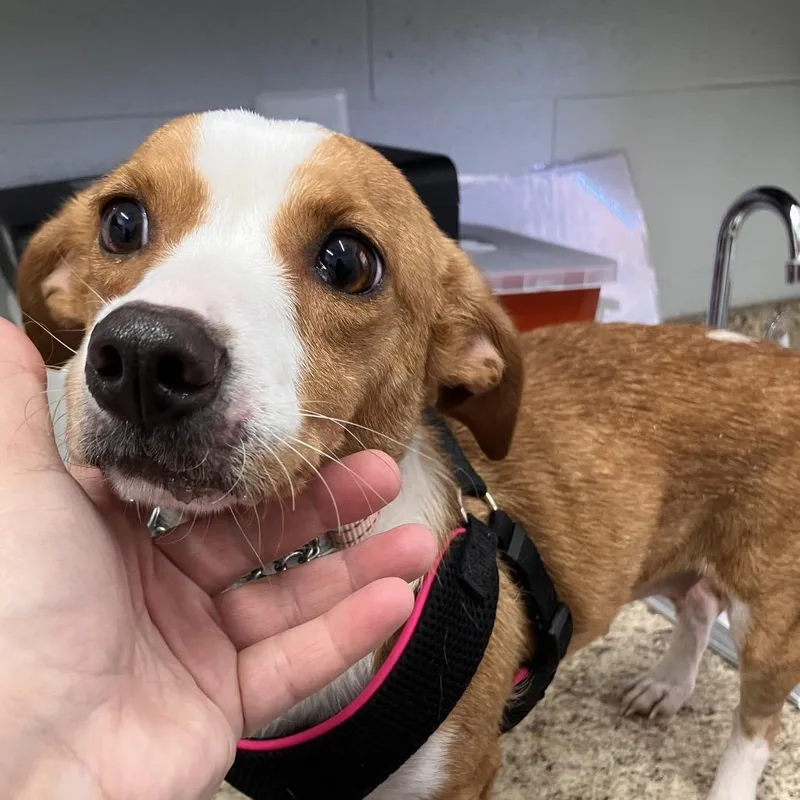 An adult small-sized female Yellow / Tan / Blond / Fawn Chihuahua dog named Honey for adoption in Marshall, VA