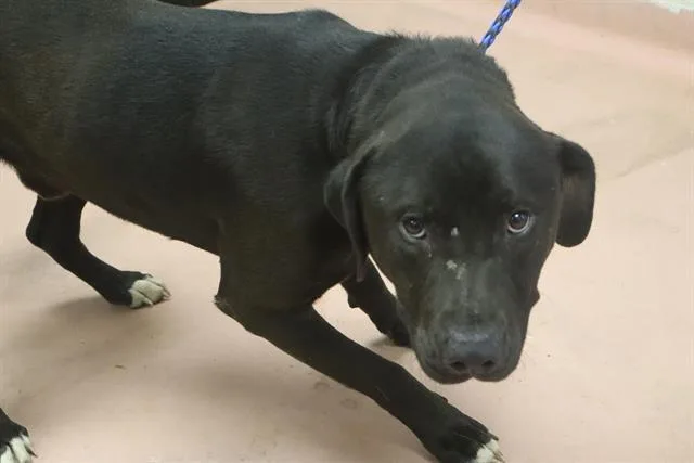 An adult large-sized male Mixed Breed dog named Thomas for adoption in Columbia, SC