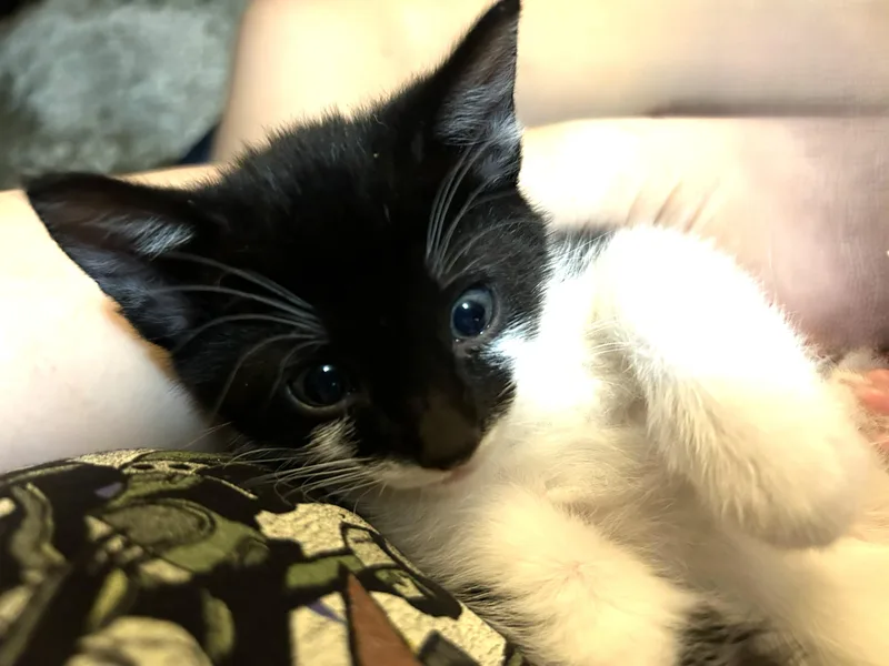 A baby medium-sized female Black & White / Tuxedo Domestic Short Hair cat named Fluffers โ The Gentle for adoption in Prescott, AZ