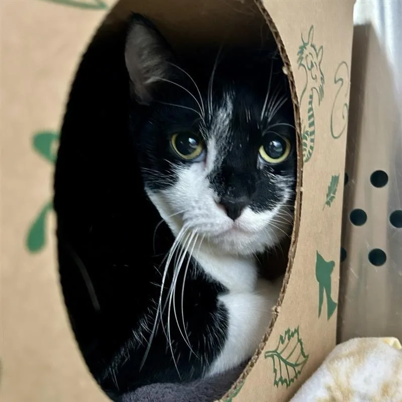 An adult extra large-sized female Black Domestic Short Hair cat named Lady for adoption in Baltimore, MD