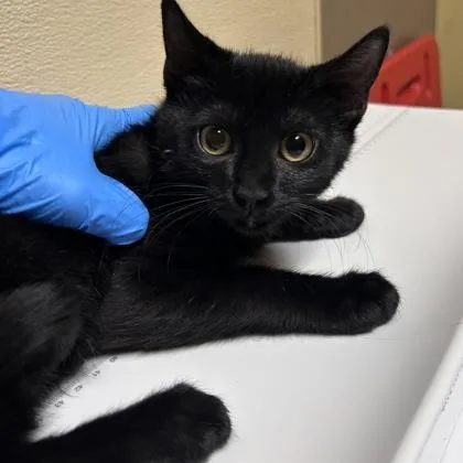 A baby medium-sized male Domestic Short Hair cat named Frank for adoption in Merriam, KS