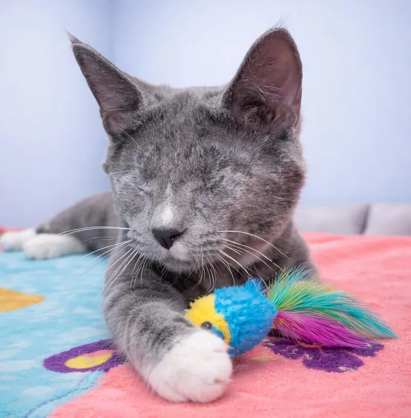 Boggle Blind thumbnail 2