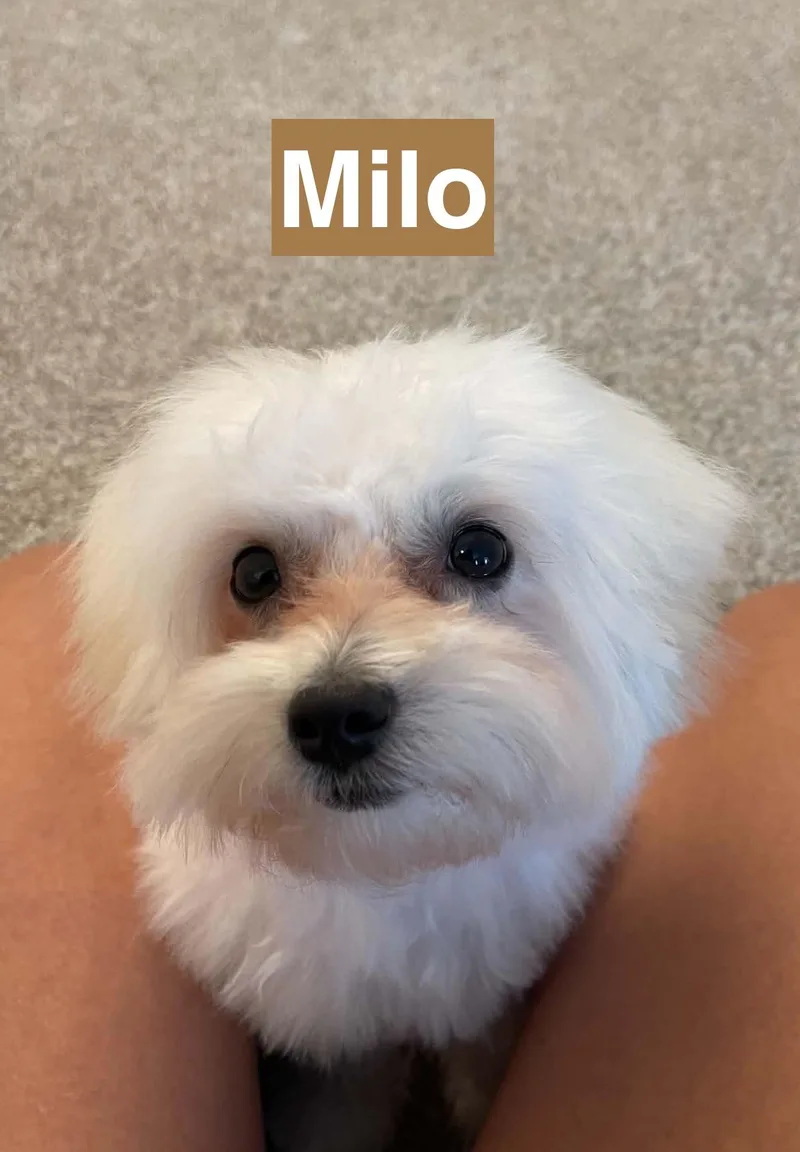Milo and Tofu