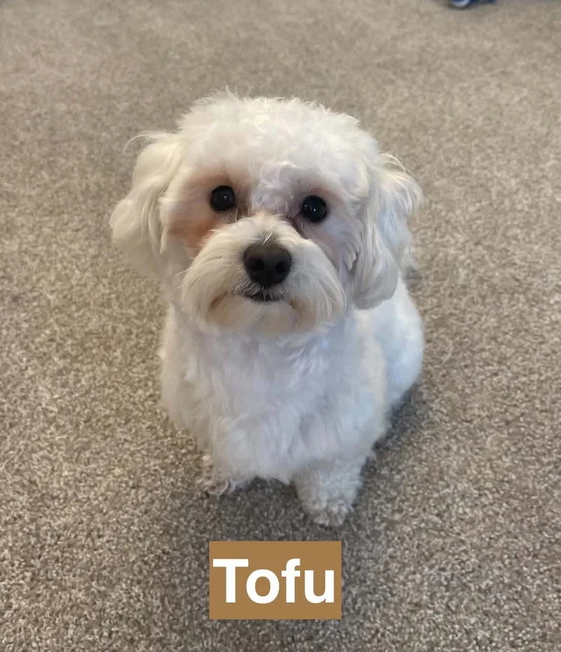Milo and Tofu thumbnail 2