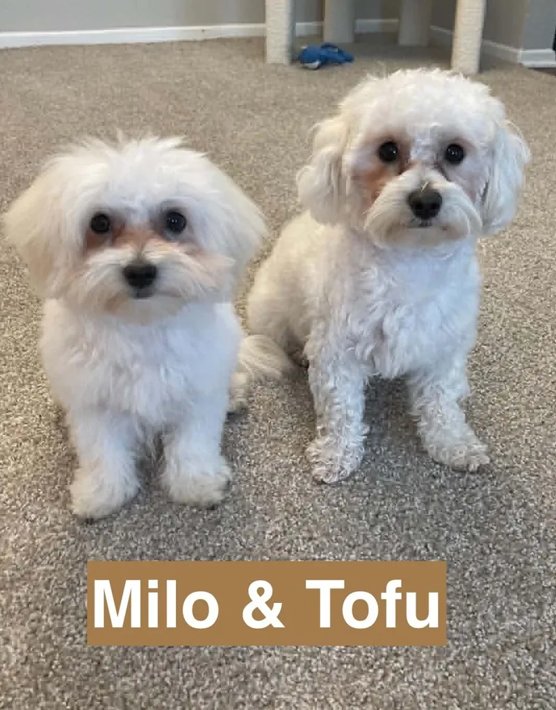 Milo and Tofu thumbnail 3