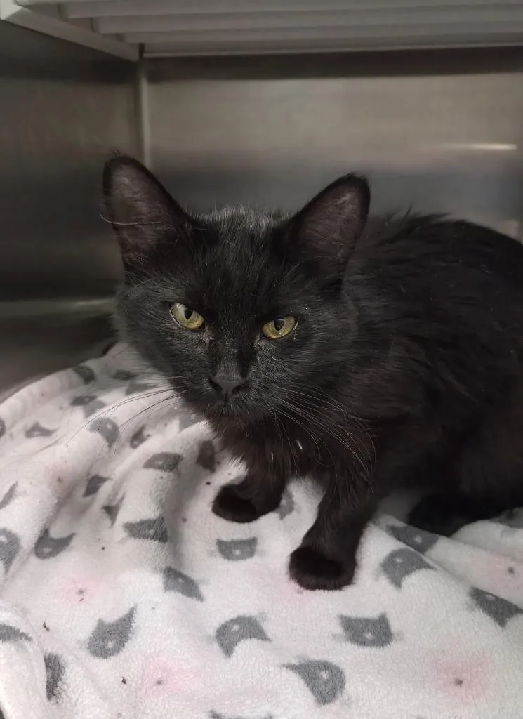 A young medium-sized female Domestic Medium Hair cat named Gem for adoption in Athens, TN