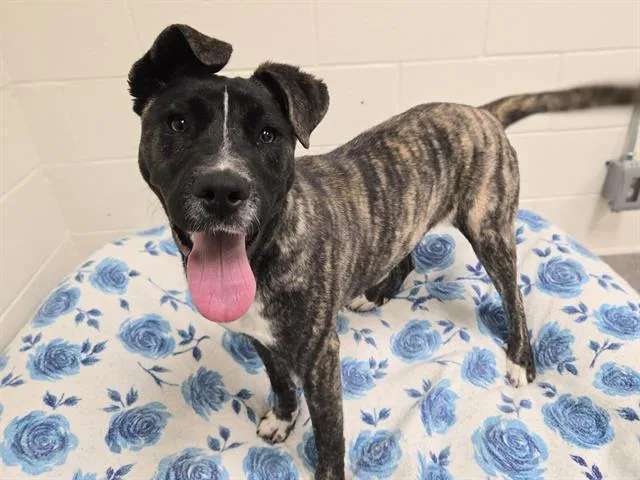 A young small-sized female Labrador Retriever dog named Croissant for adoption in Auburn, CA