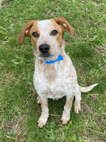 A young medium-sized male Australian Cattle Dog / Blue Heeler dog named Brownie for adoption in Clinton Township, MI