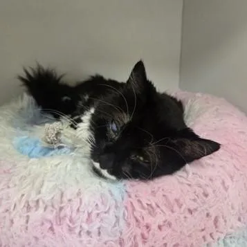 An adult medium-sized male Black & White / Tuxedo Domestic Short Hair cat named Donut for adoption in Phoenixville, PA