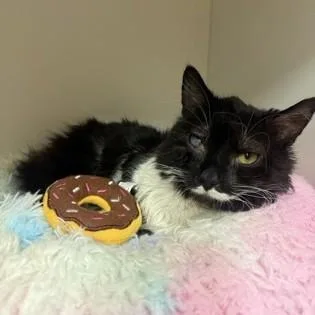 Donut thumbnail 2