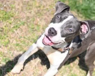 A young medium-sized male Pit Bull Terrier dog named Da  Boston for adoption in Glen Allen, VA