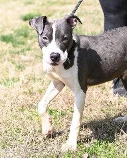 Da  Boston thumbnail 3