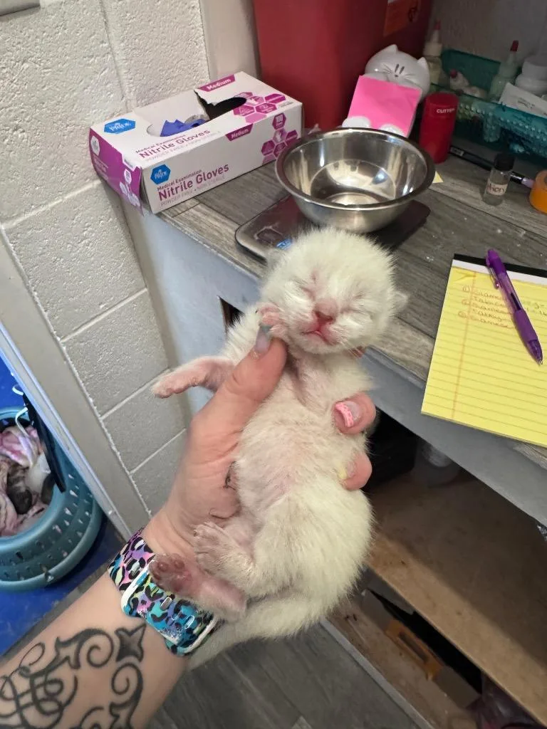 A baby medium-sized male Siamese cat named Ricin for adoption in Johnson City, TN