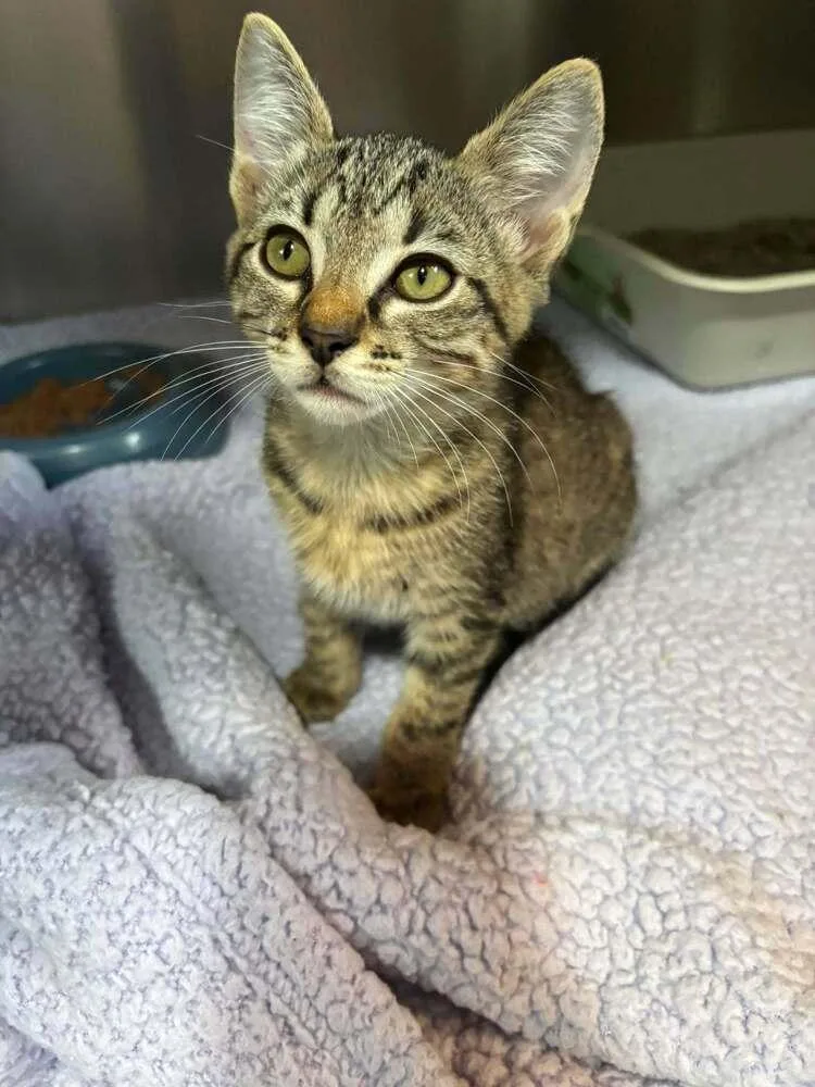 A baby small-sized female Brown / Chocolate Domestic Short Hair cat named Tavi for adoption in Statesboro, GA