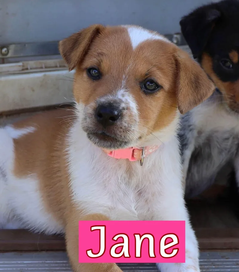 A baby medium-sized female Australian Cattle Dog / Blue Heeler dog named Jane for adoption in Keller, TX